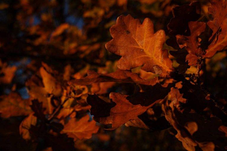 Feuilles de chêne - Oak Leaves