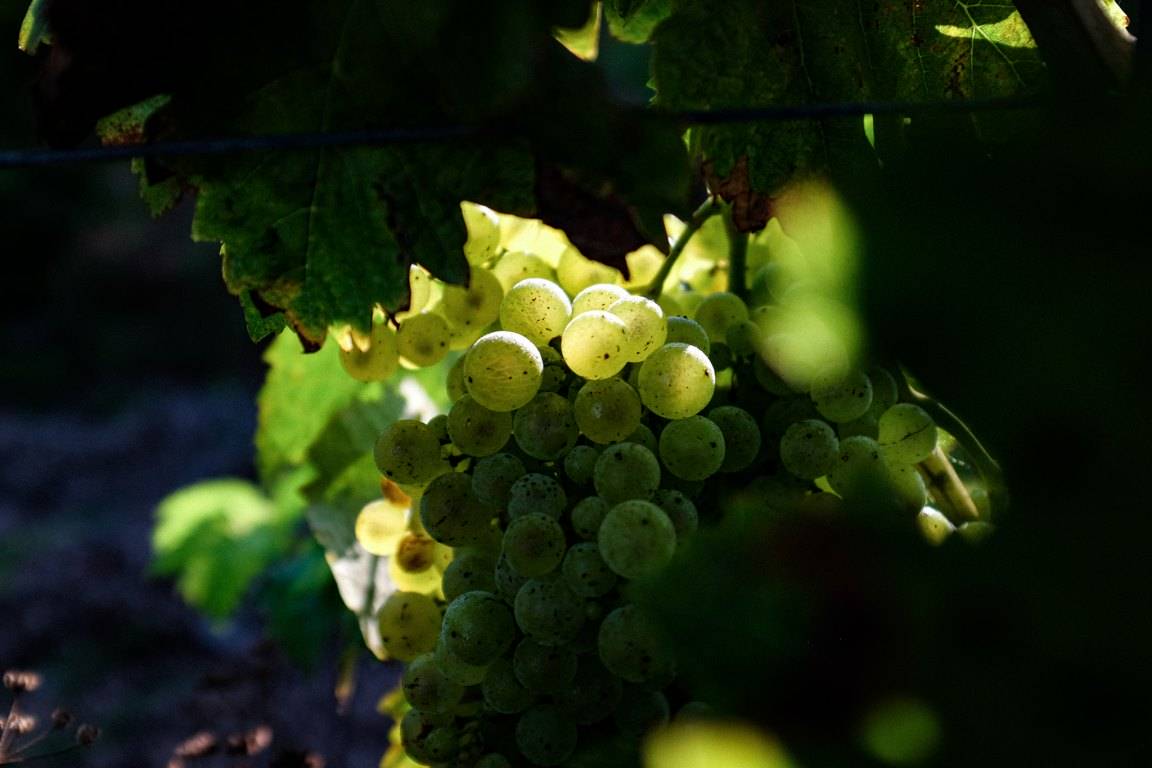 Ugni Blanc Organic Grapes